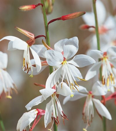 Gaura Stratosphere™ White